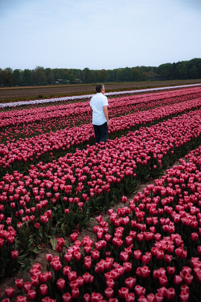 Man stands in a pink tulip field in the Kuekenhof Gardens in Amsterdam