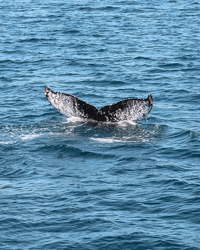 Whale watching off the boat of Pacific Whale Foundation