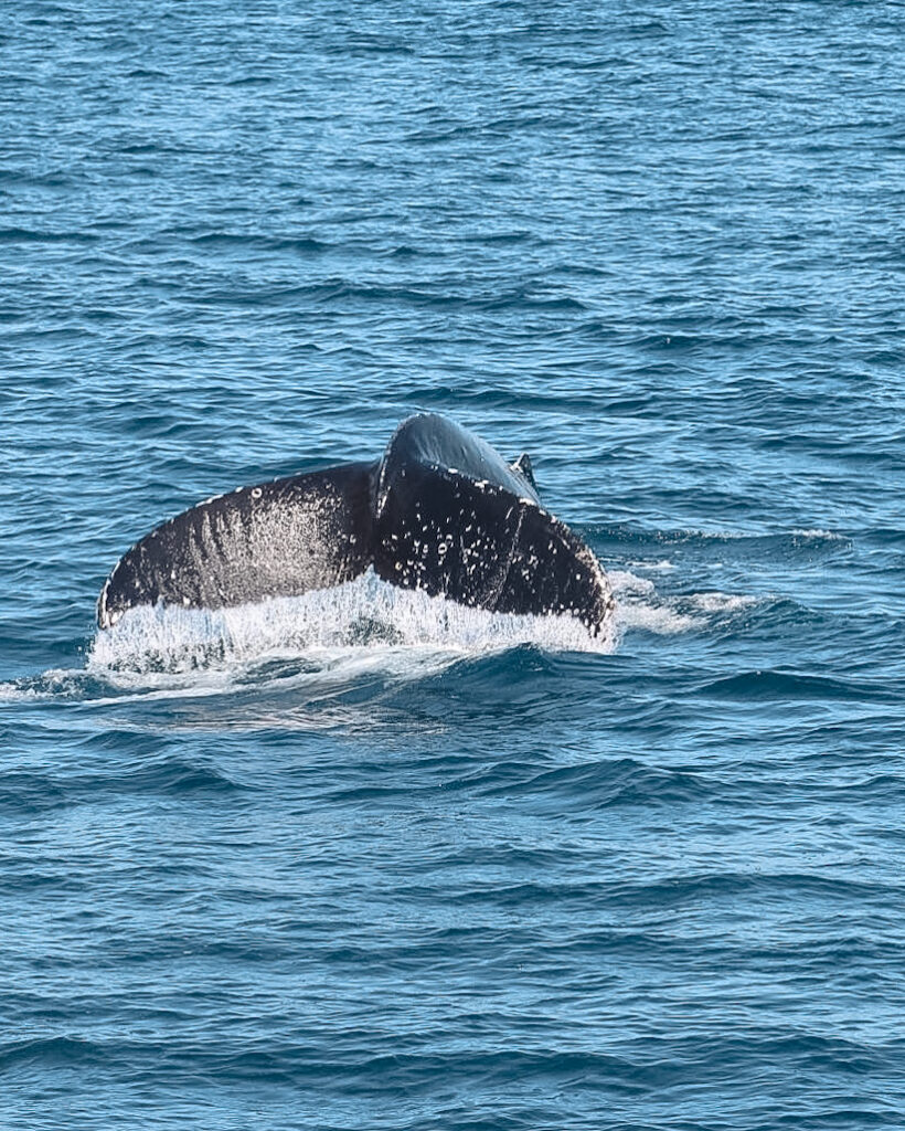 Whale watching off the boat of Pacific Whale Foundation