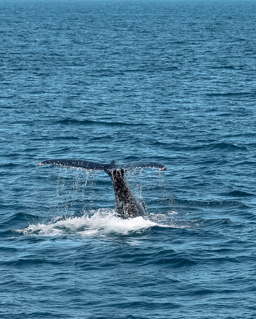 Whale watching off the boat of Pacific Whale Foundation